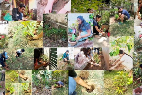 Tree-Plantation Drive